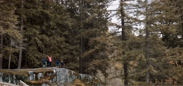 People walking in the forest