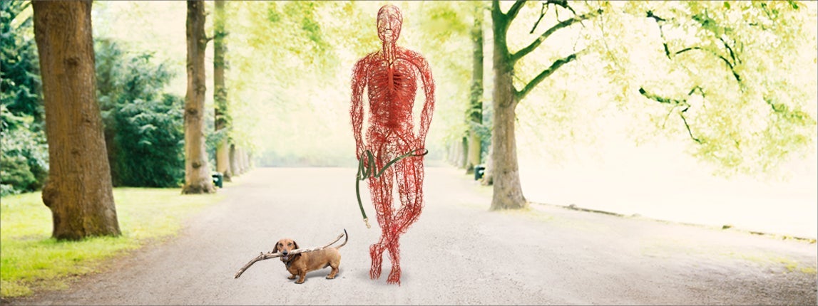 Vascular body walking dog