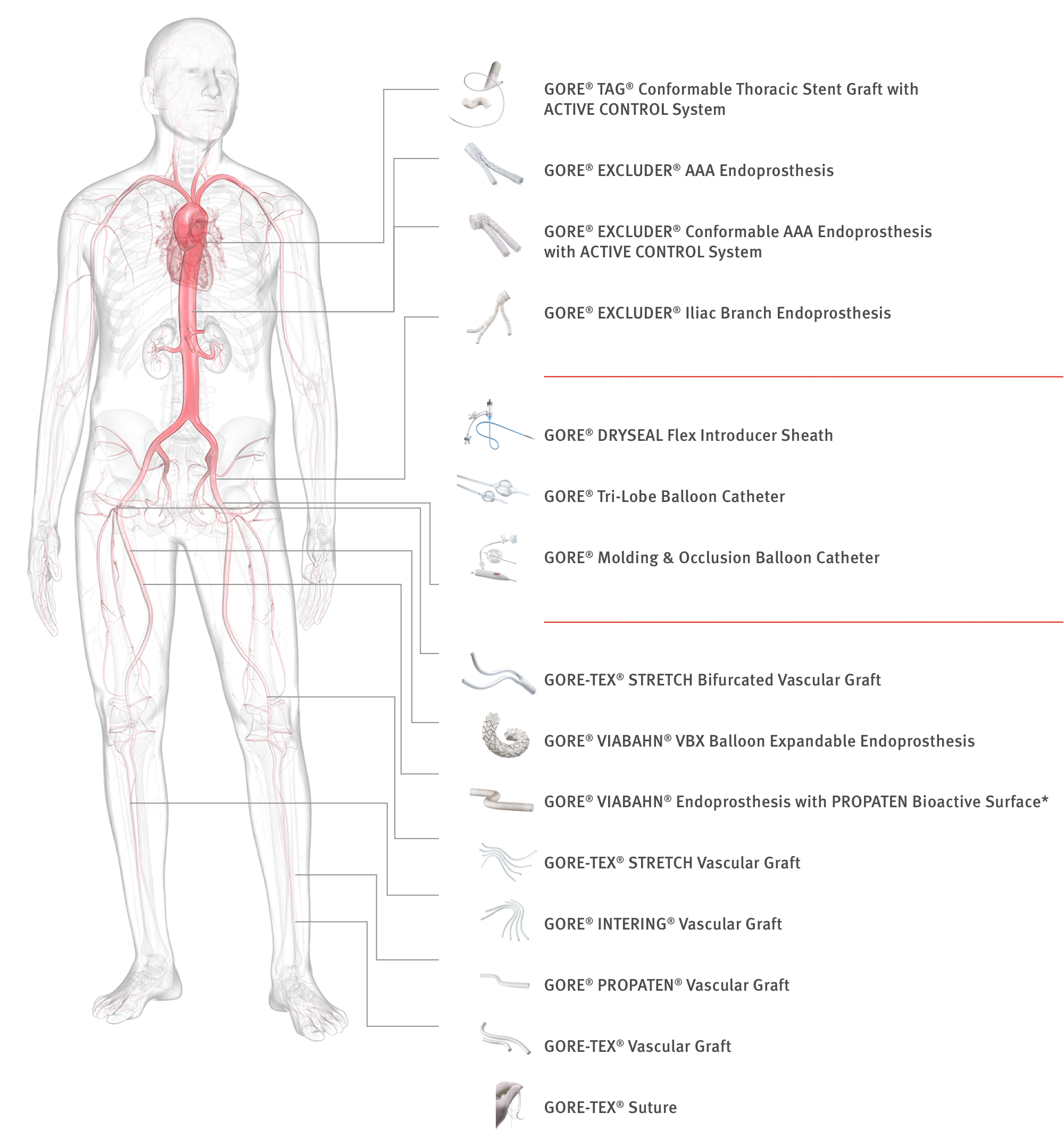 transparent man that illustrates where Gore Medical products are in the body
