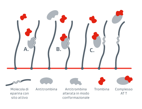 Grafico con il meccanismo d'azione della superficie eparinata CBAS