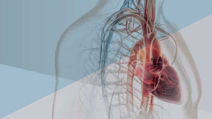 Illustration of a semi-transparent human upper torso showing the cardiovascular system, with the heart highlighted in red and major blood vessels and arteries visible throughout the chest and neck against a light blue and gray background.
