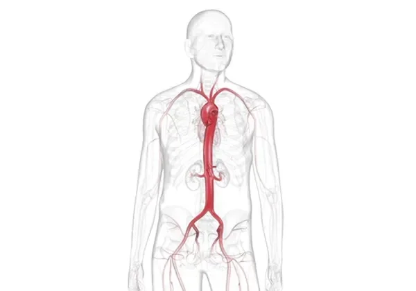 Graphic of person highlighting the circulatory system